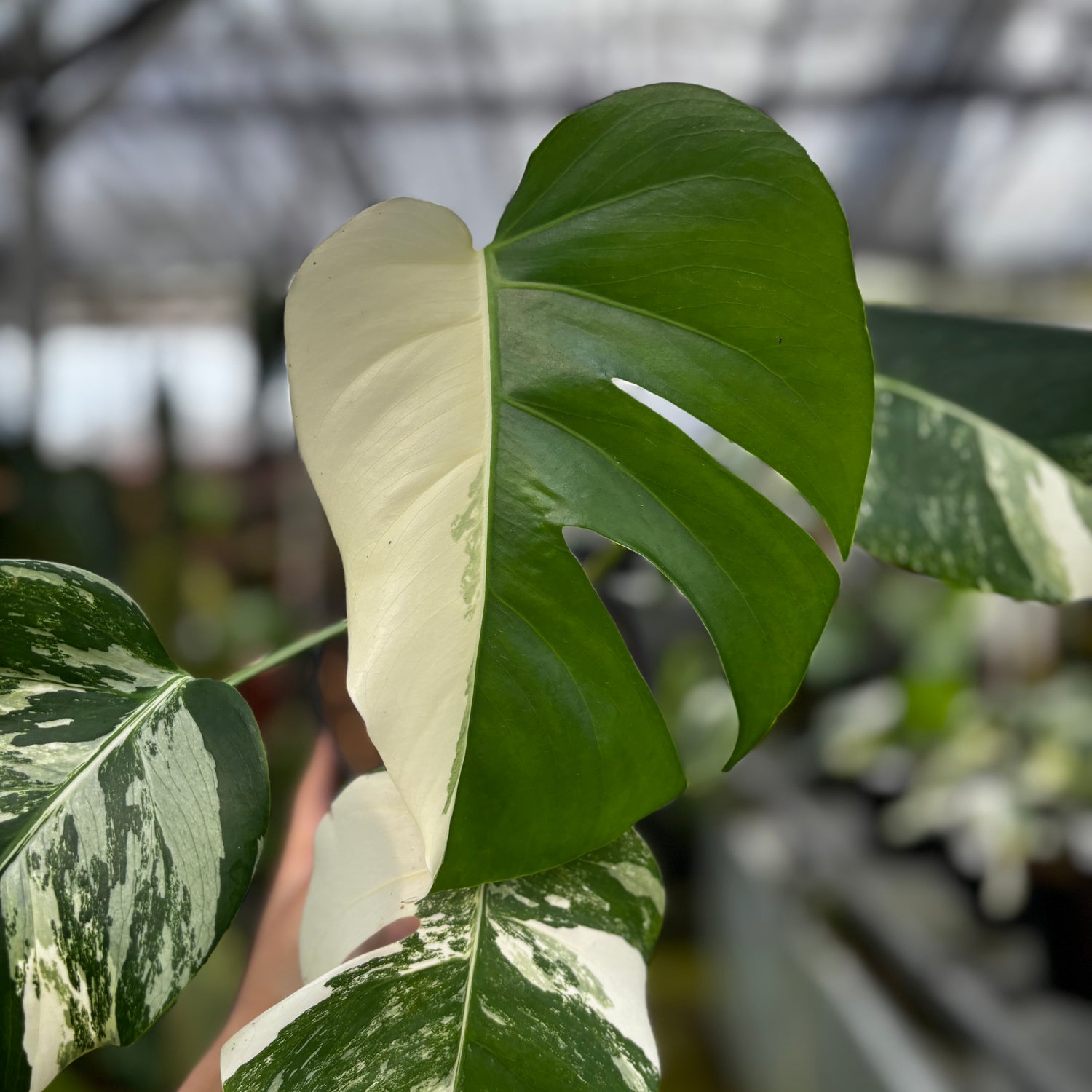 RP026-7	Monstera Albo Variegated