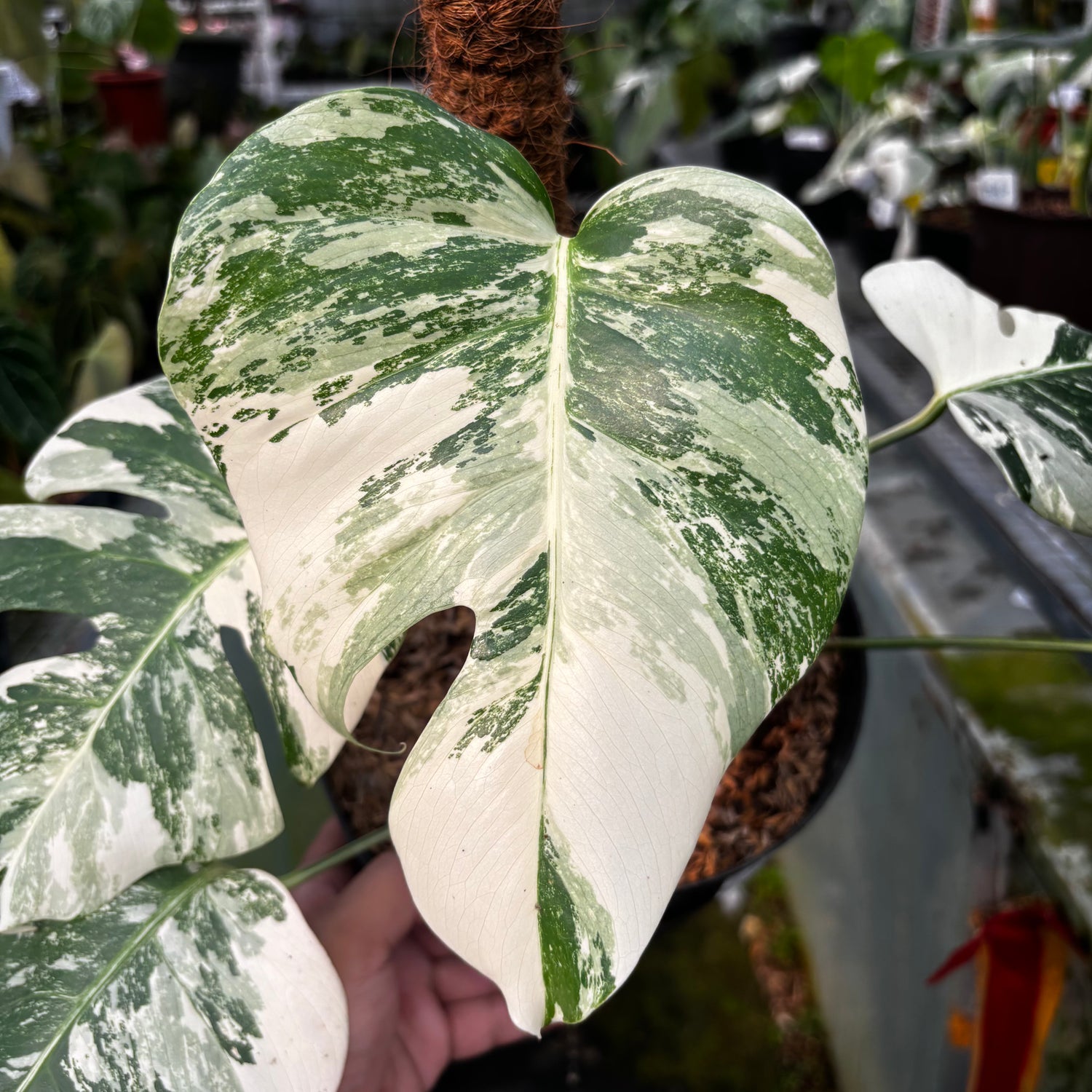 RP027-7	Monstera Albo Variegated