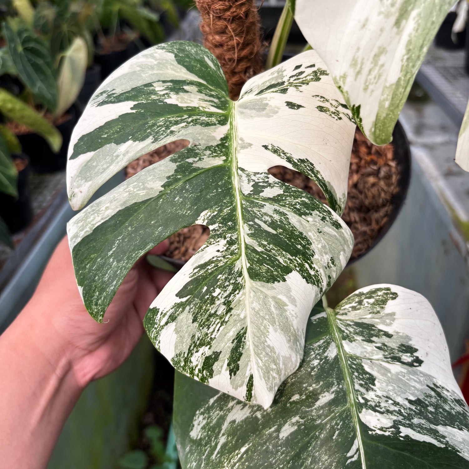 RP027-7	Monstera Albo Variegated