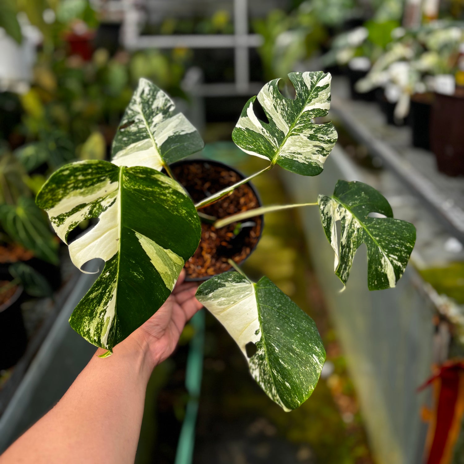 RP028-7	Monstera Albo Variegated