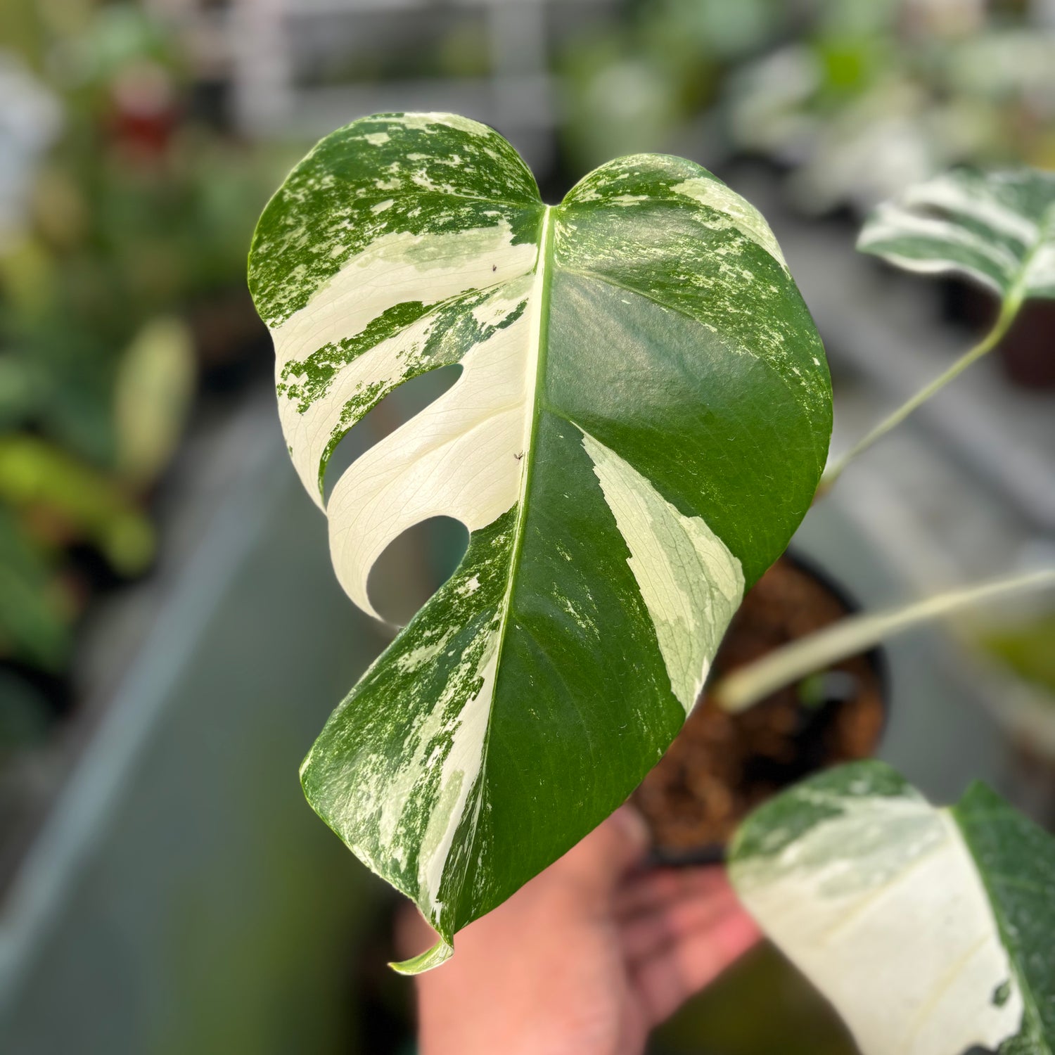 RP028-7	Monstera Albo Variegated