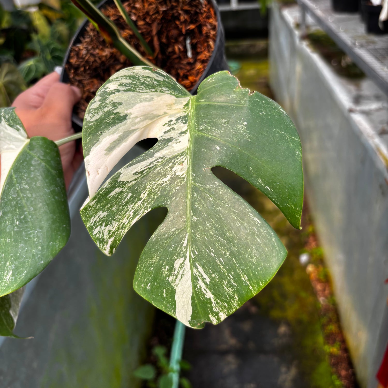 RP028-7	Monstera Albo Variegated