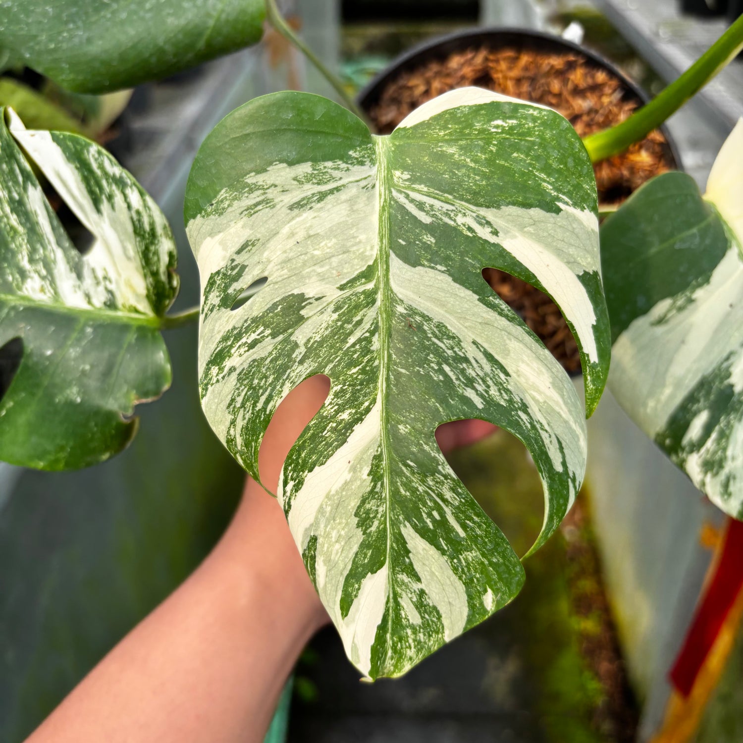 RP028-7	Monstera Albo Variegated