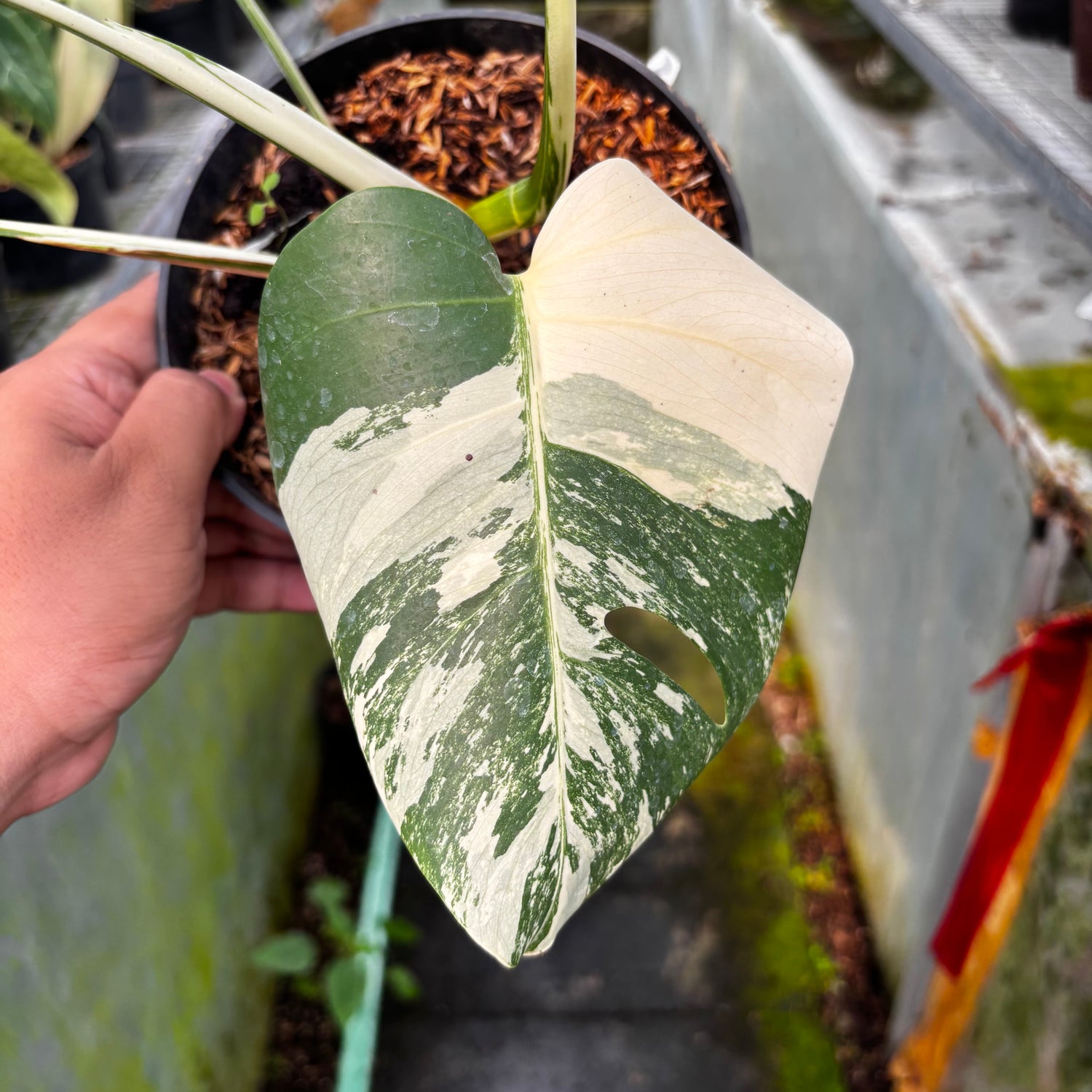RP028-7	Monstera Albo Variegated