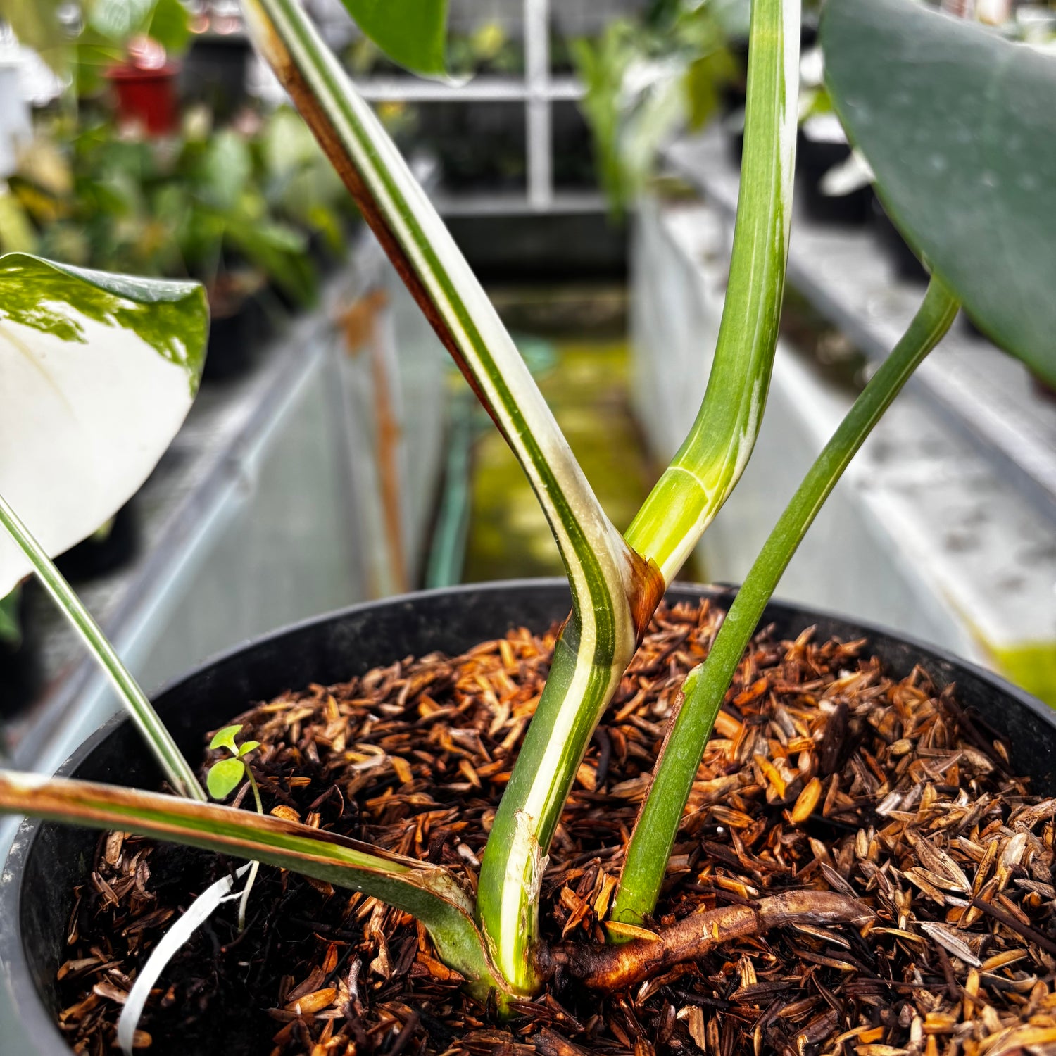 RP028-7	Monstera Albo Variegated