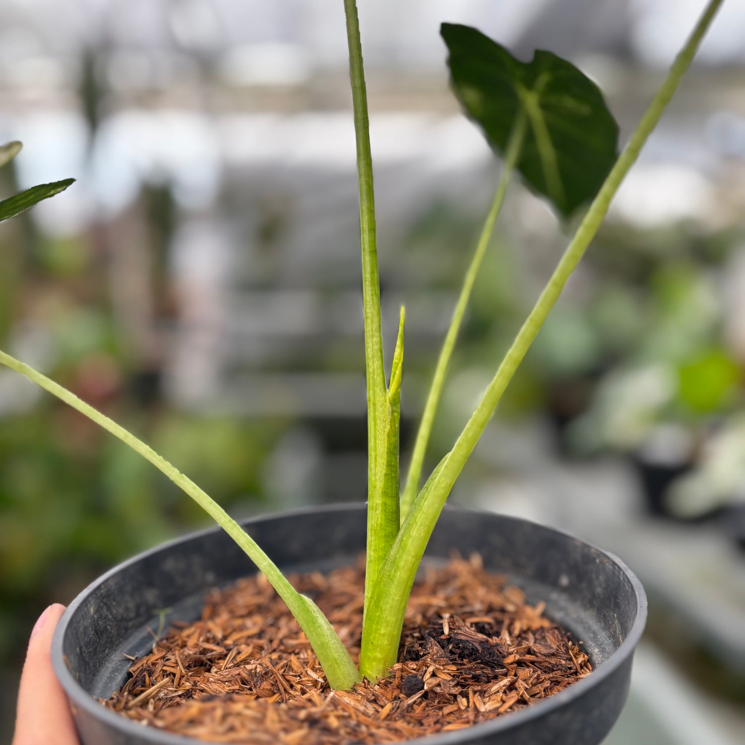 RP030-7	Alocasia Frydek Variegated