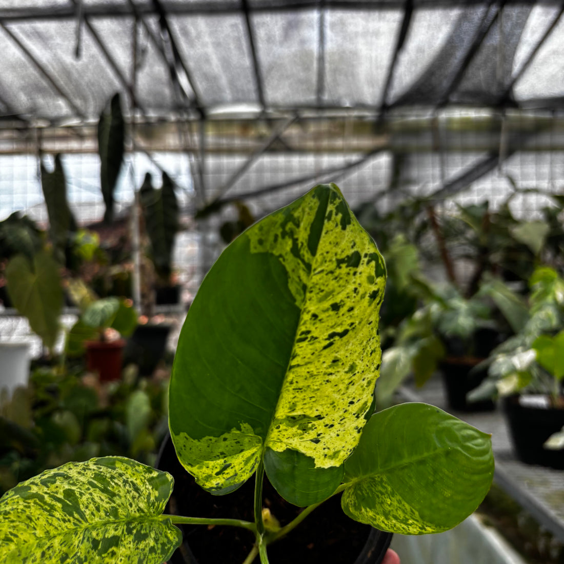 RP031-7	Homalomena Yellow Variegated Sp Borneo