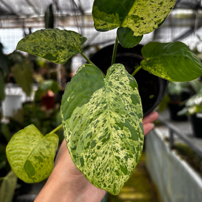 Homalomena yellow variegated Sp Borneo