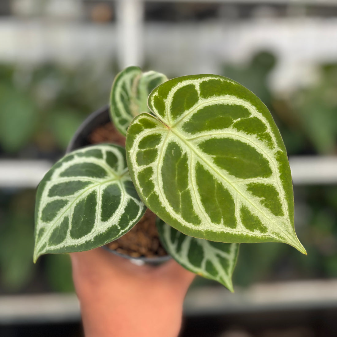 RP02-1 Anthurium Dorayaki Silver