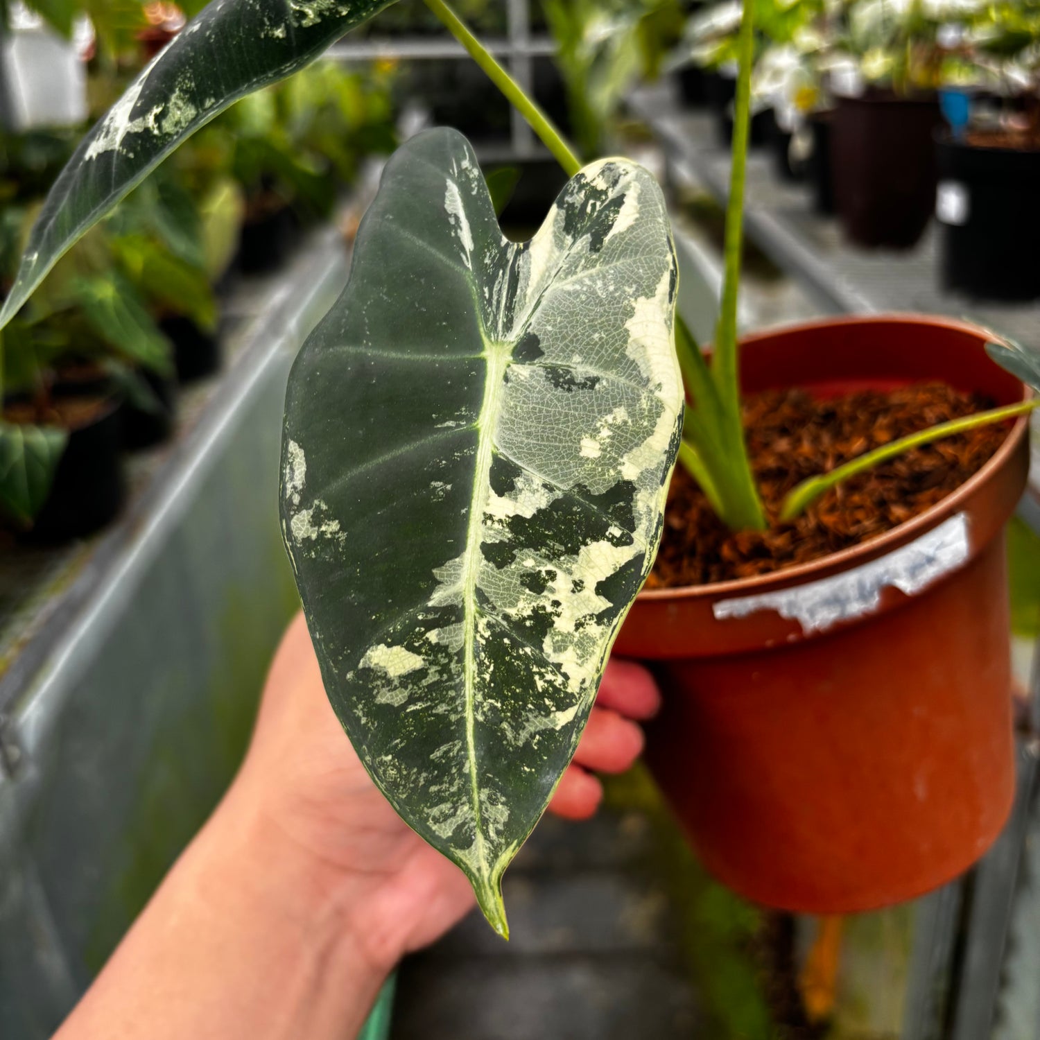 RP032-7 Alocasia Frydek Variegated