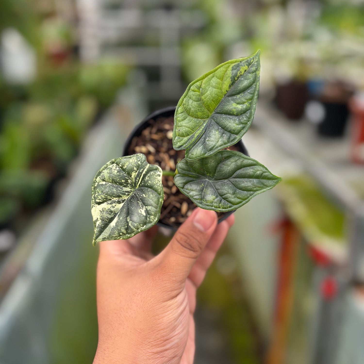 RP033-7	Alocasia Dragon Scale Variegated