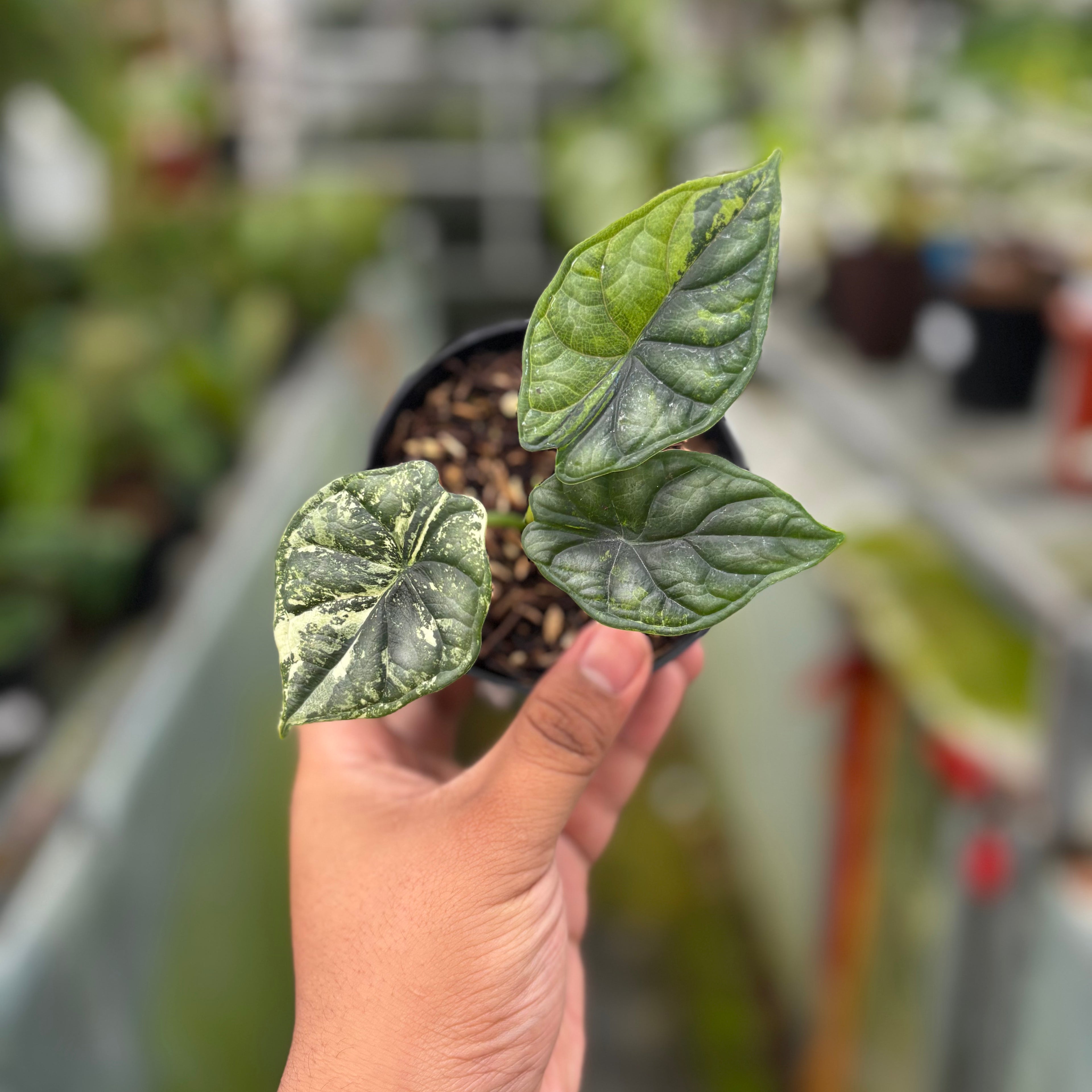 RP033-7	Alocasia Dragon Scale Variegated