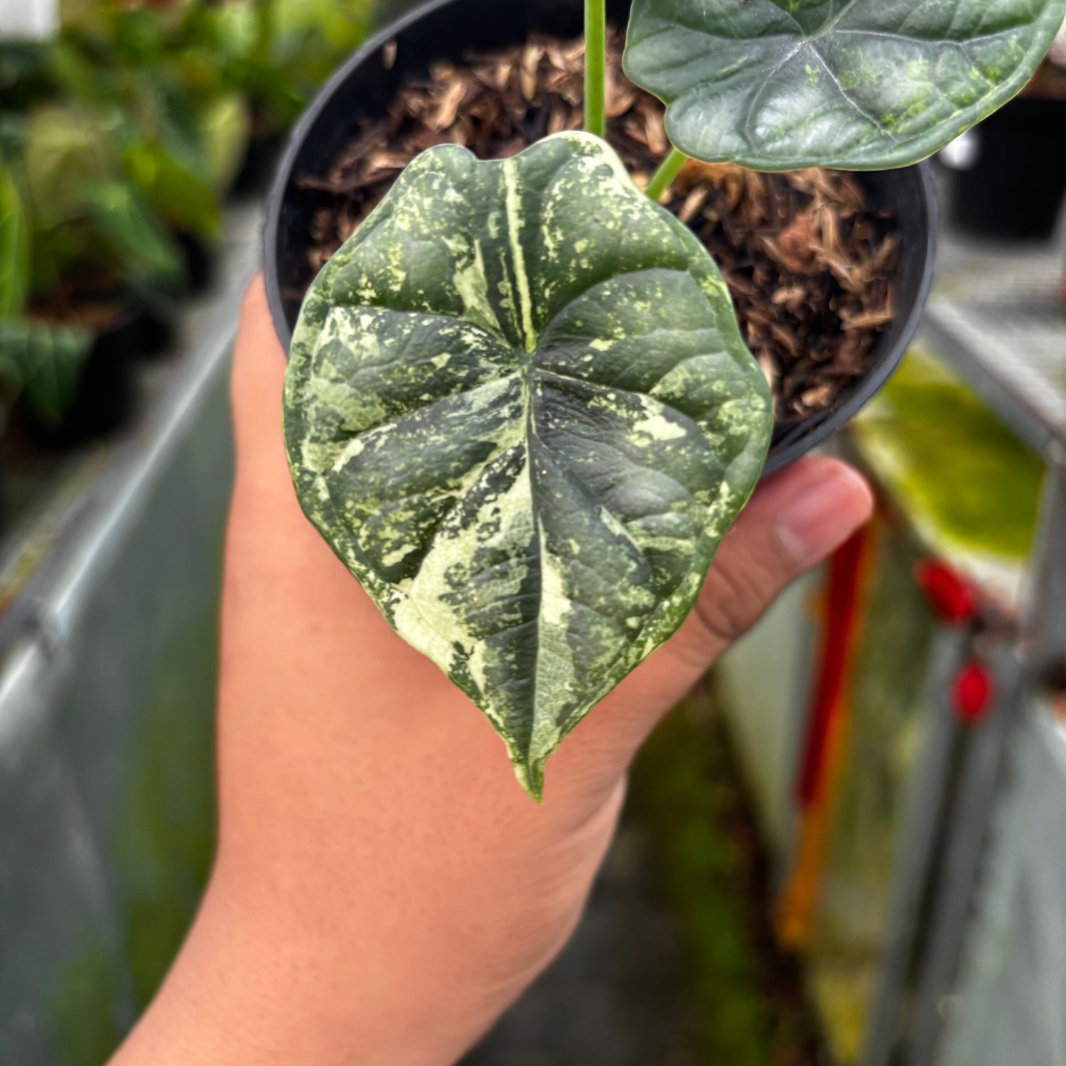 RP033-7	Alocasia Dragon Scale Variegated