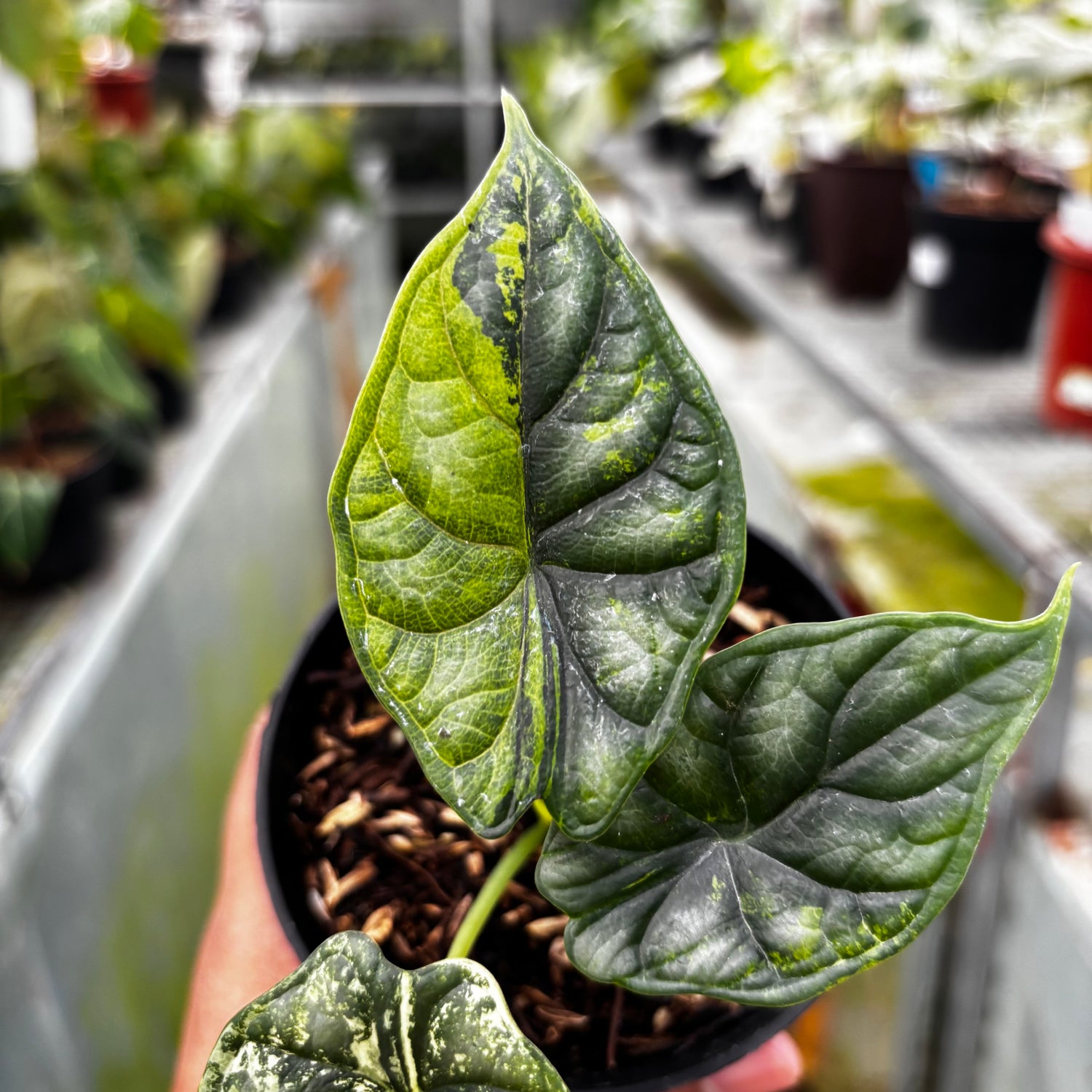 RP033-7	Alocasia Dragon Scale Variegated