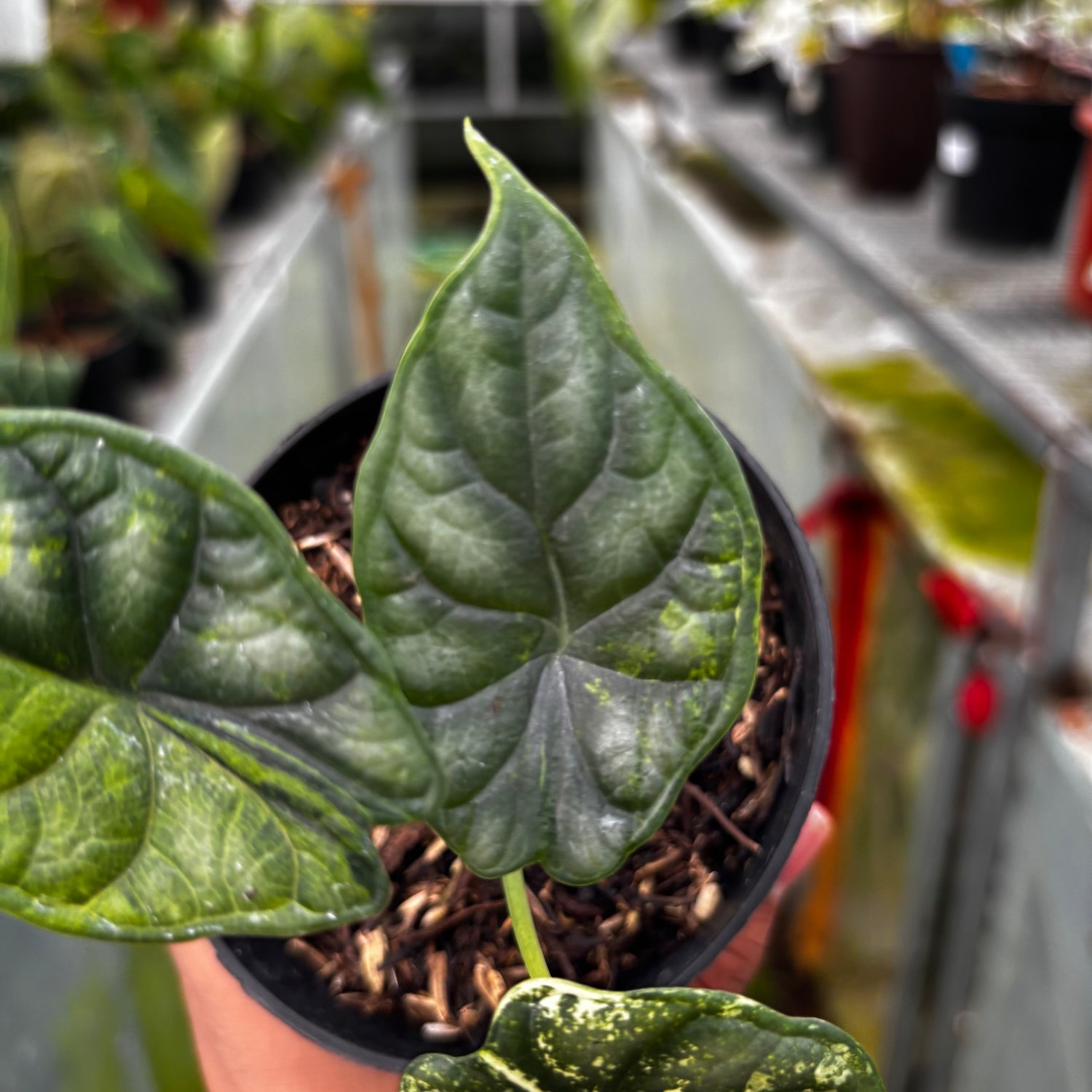 RP033-7	Alocasia Dragon Scale Variegated