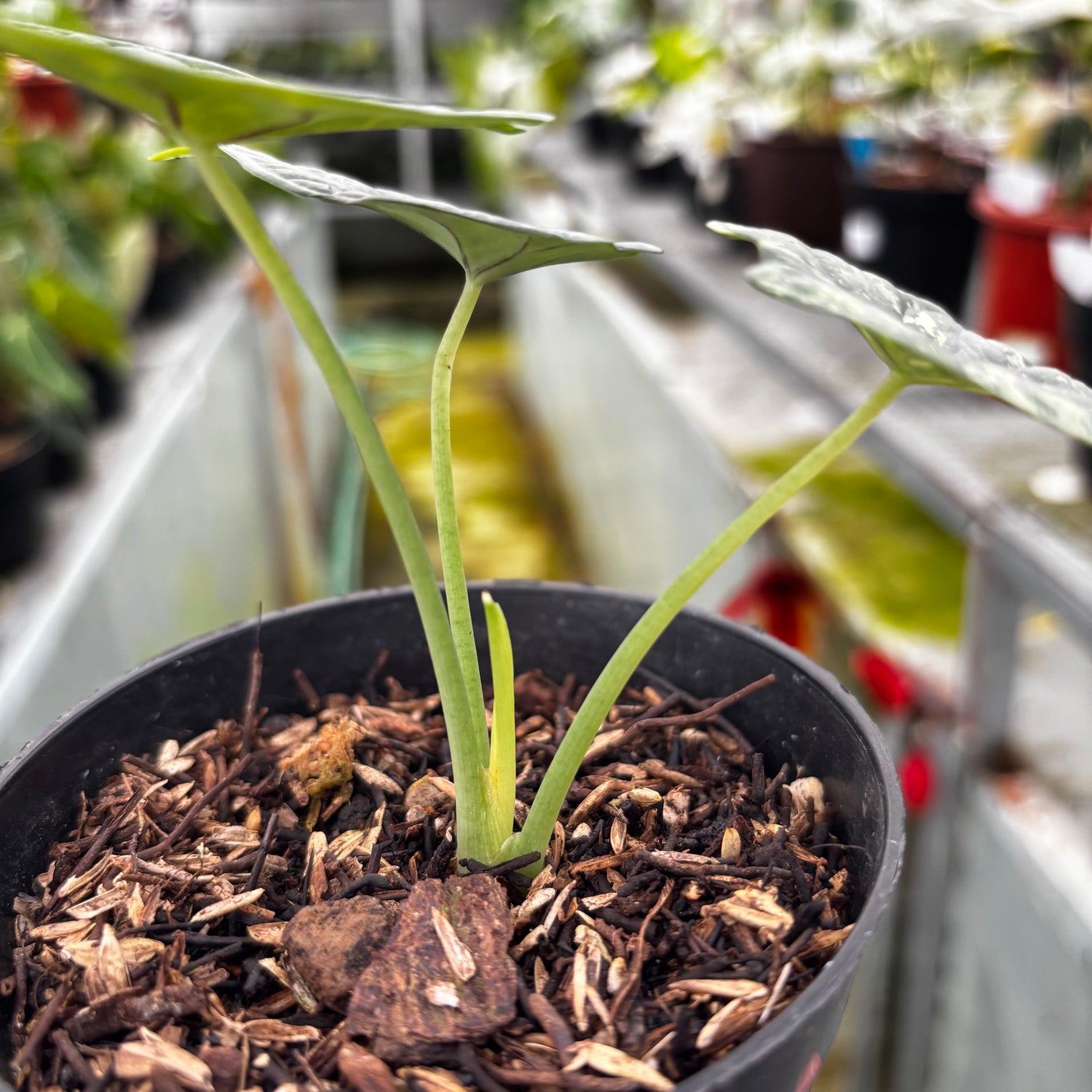 RP033-7	Alocasia Dragon Scale Variegated