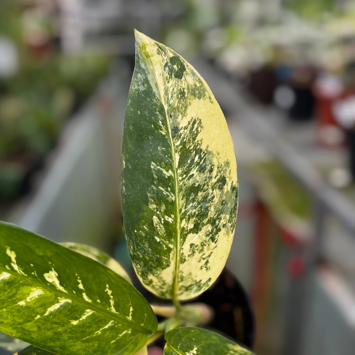 RP034-7	Aglonema Dieffenbachia Yellow Variegated