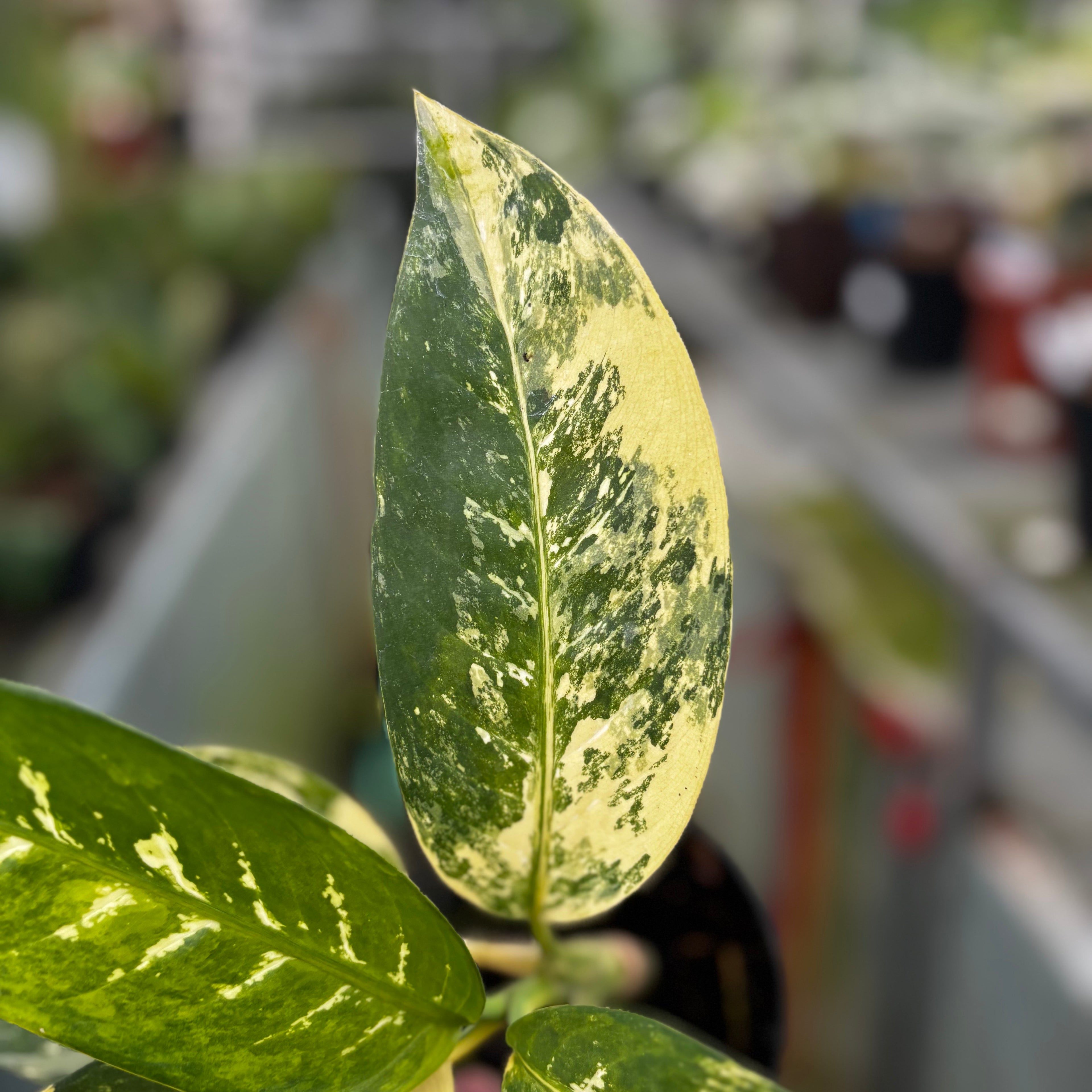 RP034-7	Aglonema Dieffenbachia Yellow Variegated
