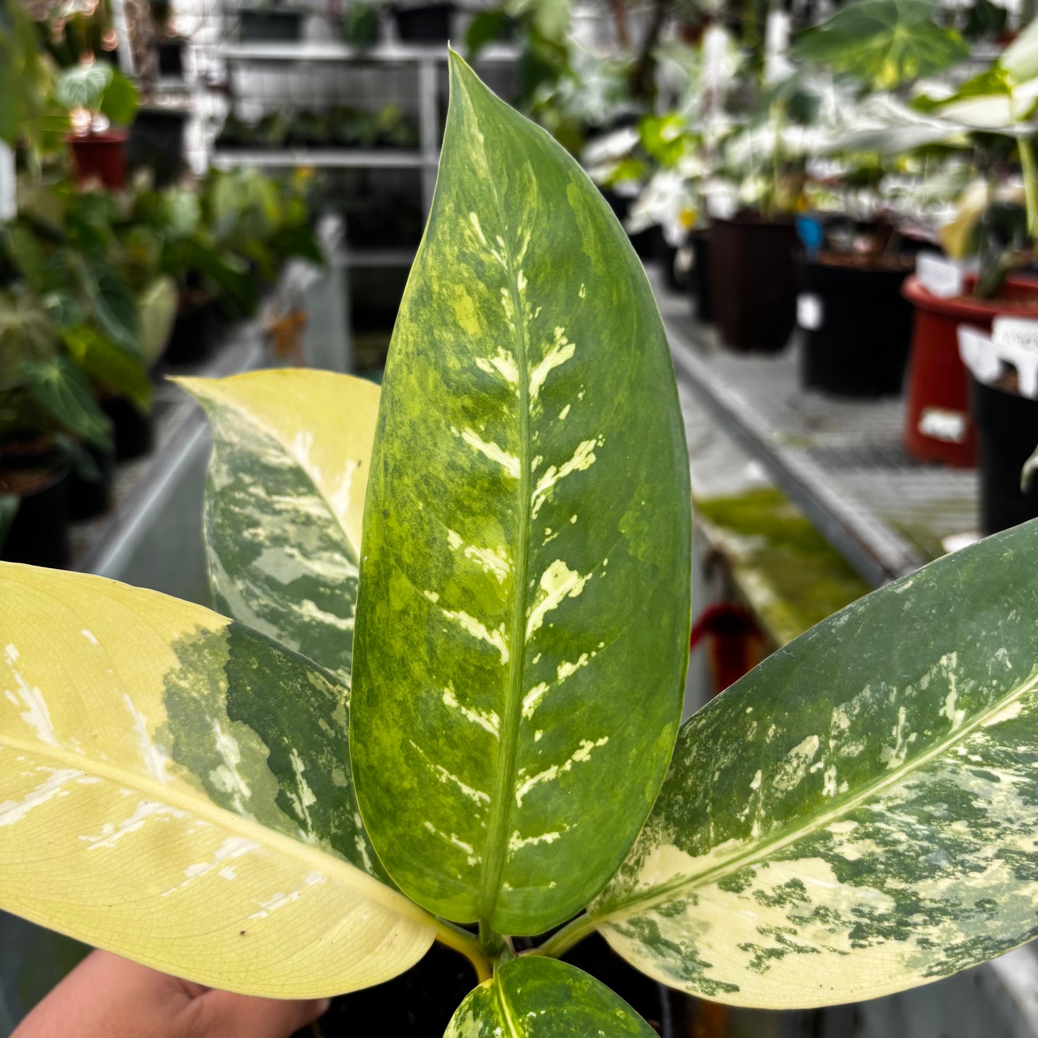 RP034-7	Aglonema Dieffenbachia Yellow Variegated