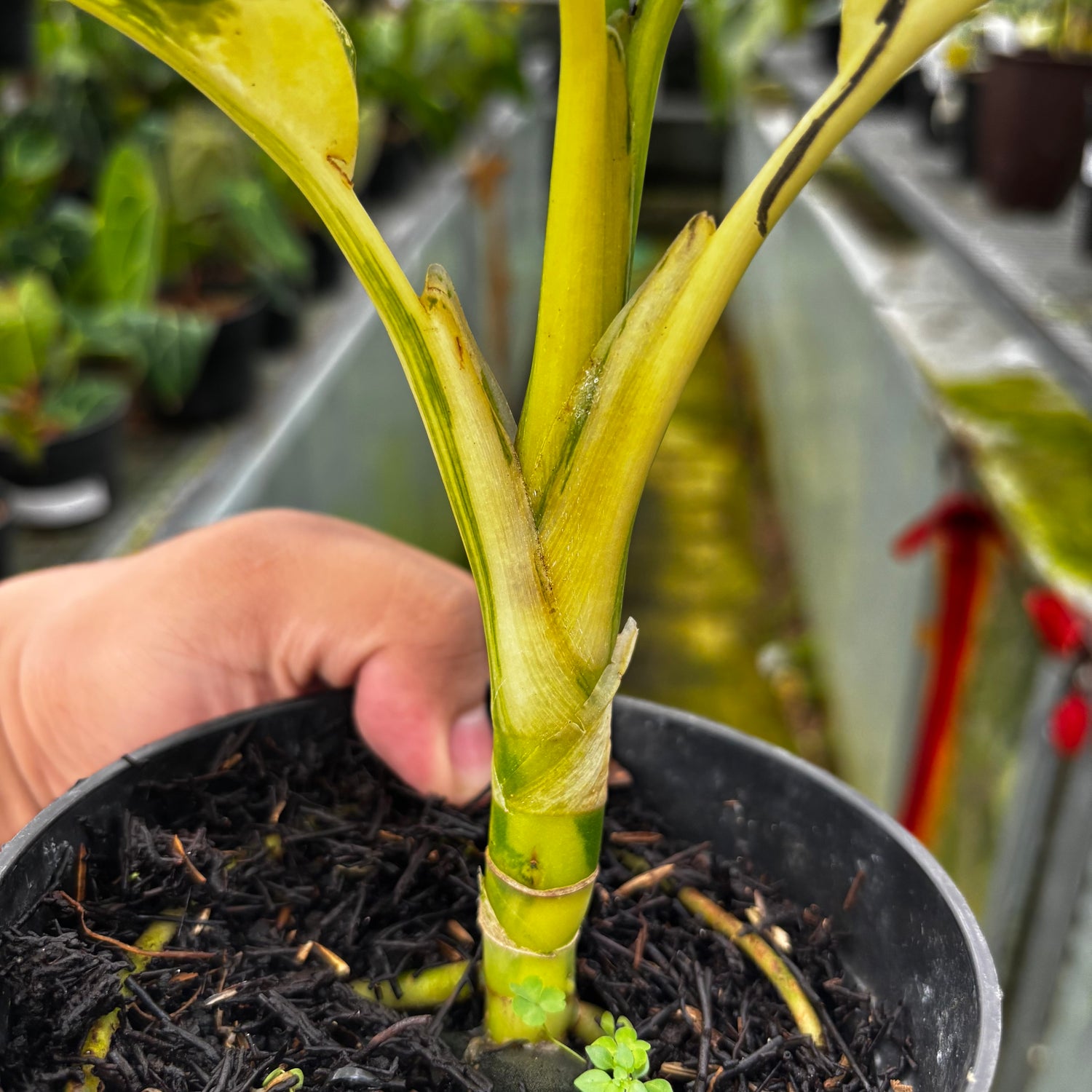 RP034-7	Aglonema Dieffenbachia Yellow Variegated