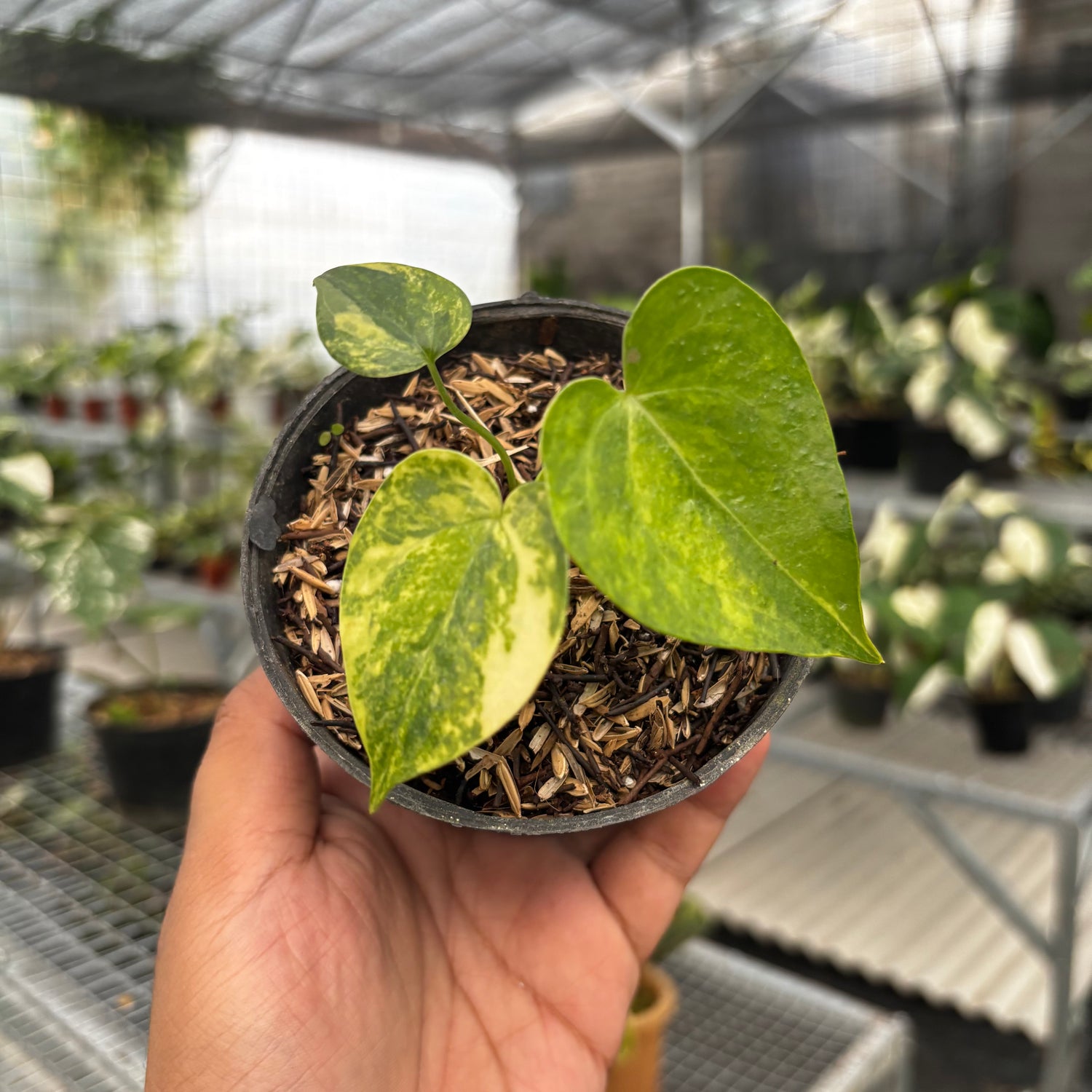 anthurium clarinervium for sale us Anthurium Clarinervium Seedling Variegated – Greenspaces.id