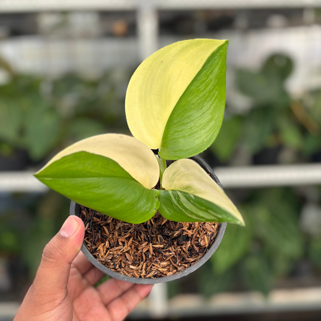 RP05-1 Scindapsus Halfmoon