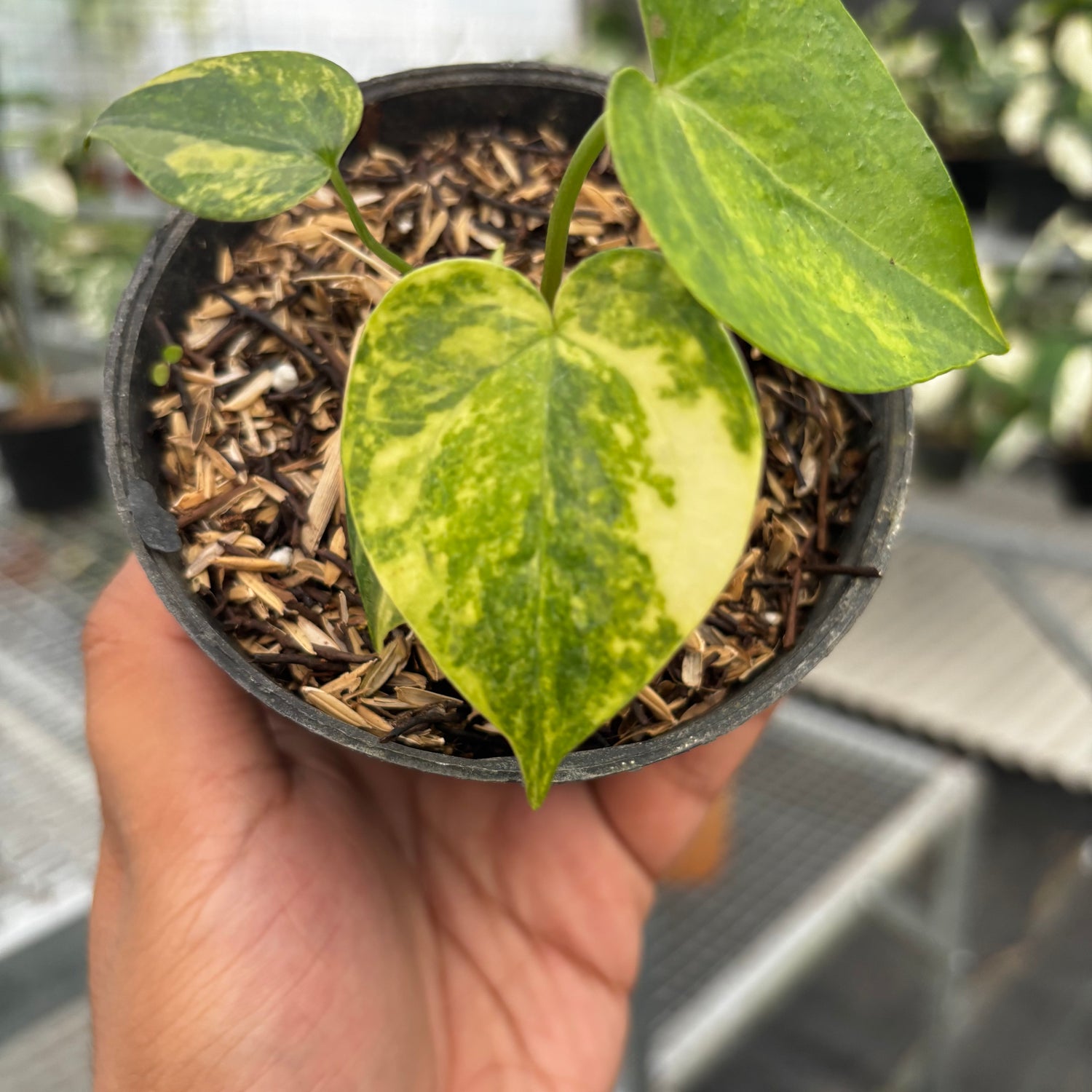 anthurium clarinervium yellow leaves Anthurium Clarinervium Seedling Variegated – Greenspaces.id