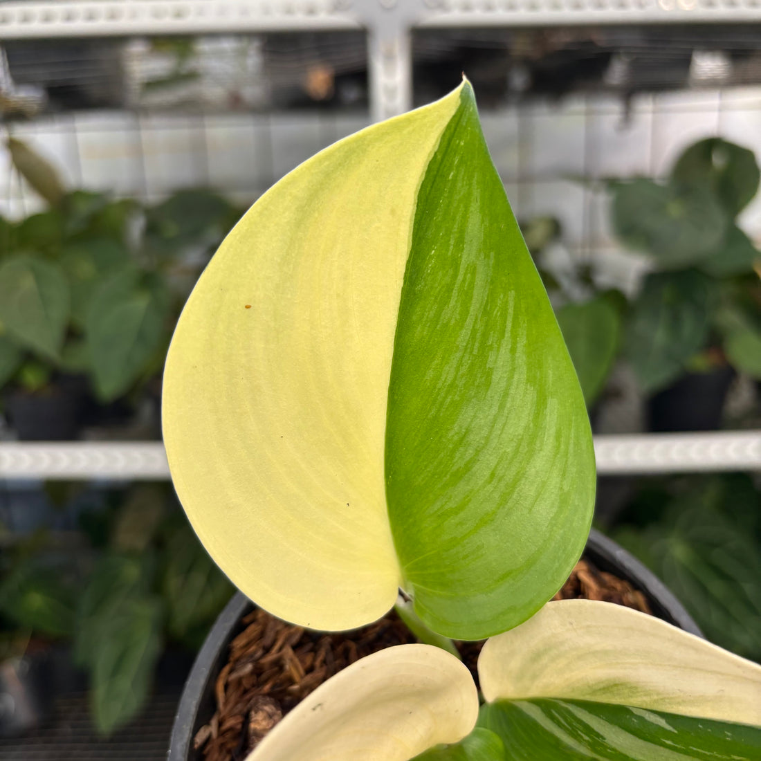 RP05-1 Scindapsus Halfmoon