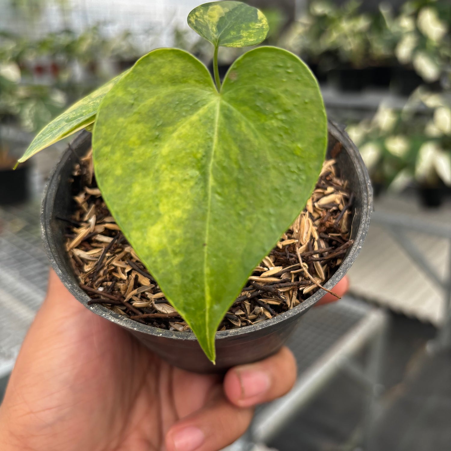 anthurium clarinervium soil Anthurium Clarinervium Seedling Variegated – Greenspaces.id