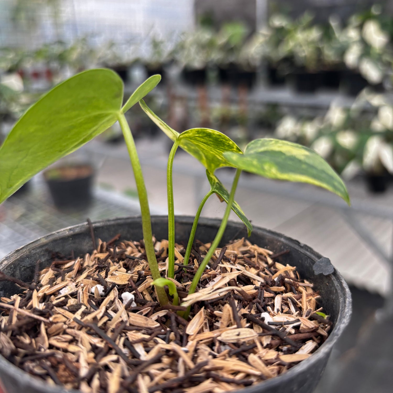 anthurium clarinervium seeds for sale Anthurium Clarinervium Seedling Variegated – Greenspaces.id