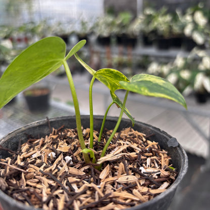 Anthurium Clarinervium Seedling Variegated