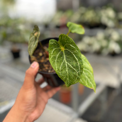 Anthurium Red Spider Platinum Variegated