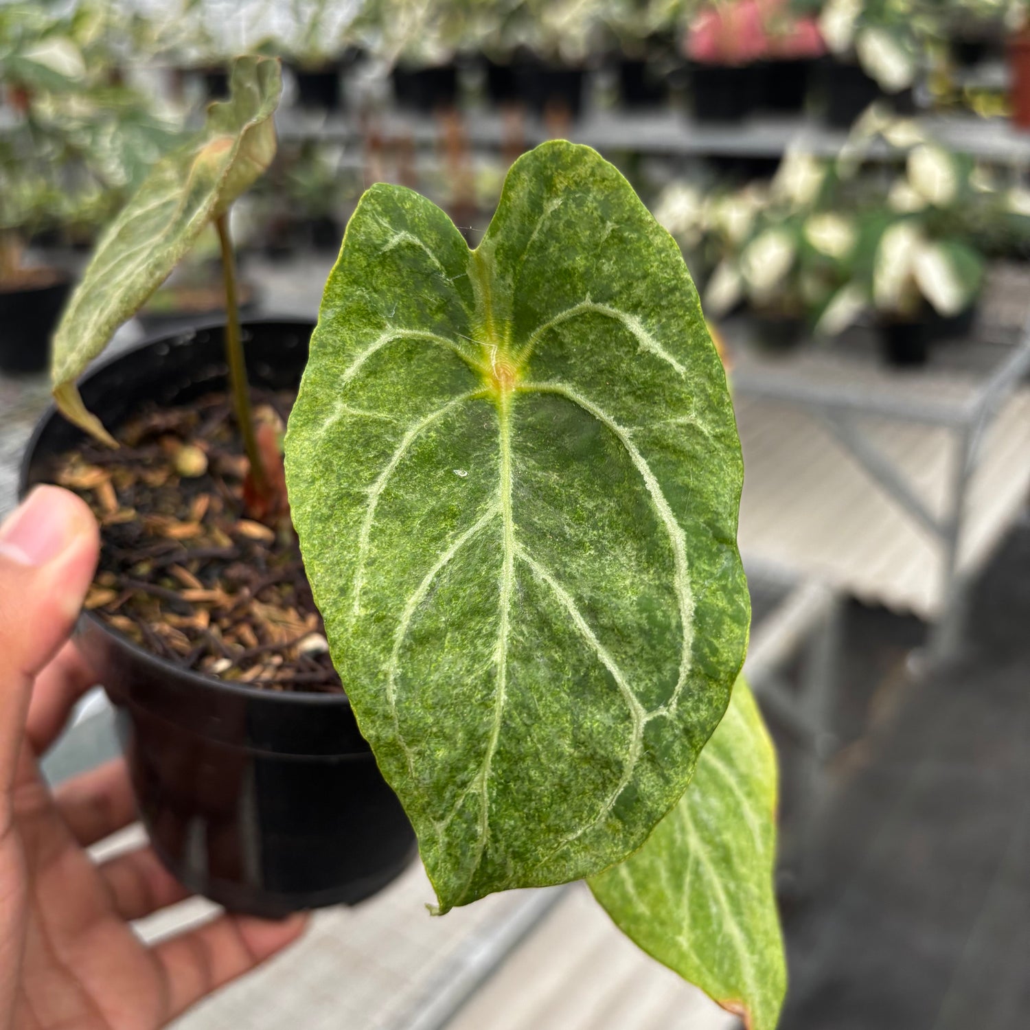 Anthurium Red Spider Platinum Variegated
