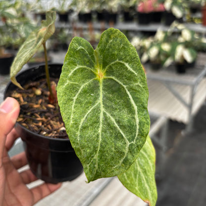 Anthurium Red Spider Platinum Variegated