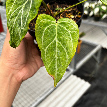 Anthurium Red Spider Platinum Variegated