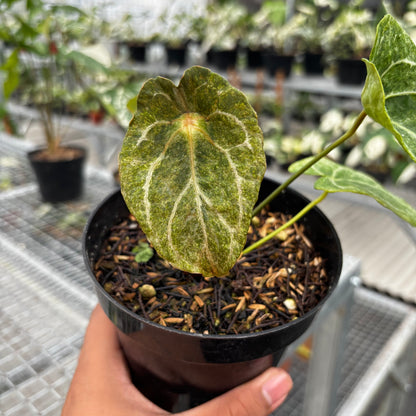 Anthurium Red Spider Platinum Variegated