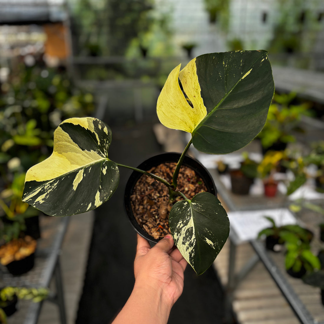Monstera Mint No ID