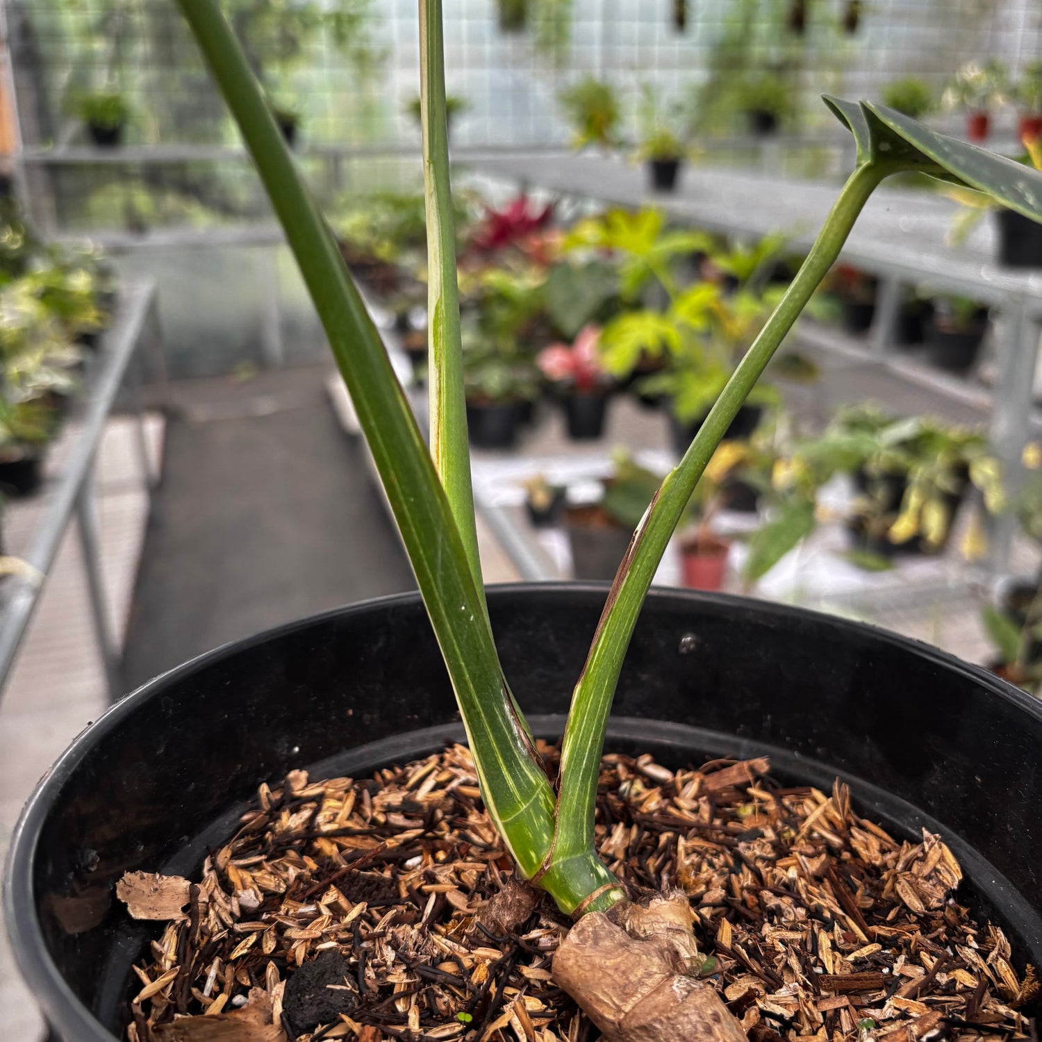 Monstera Mint No ID