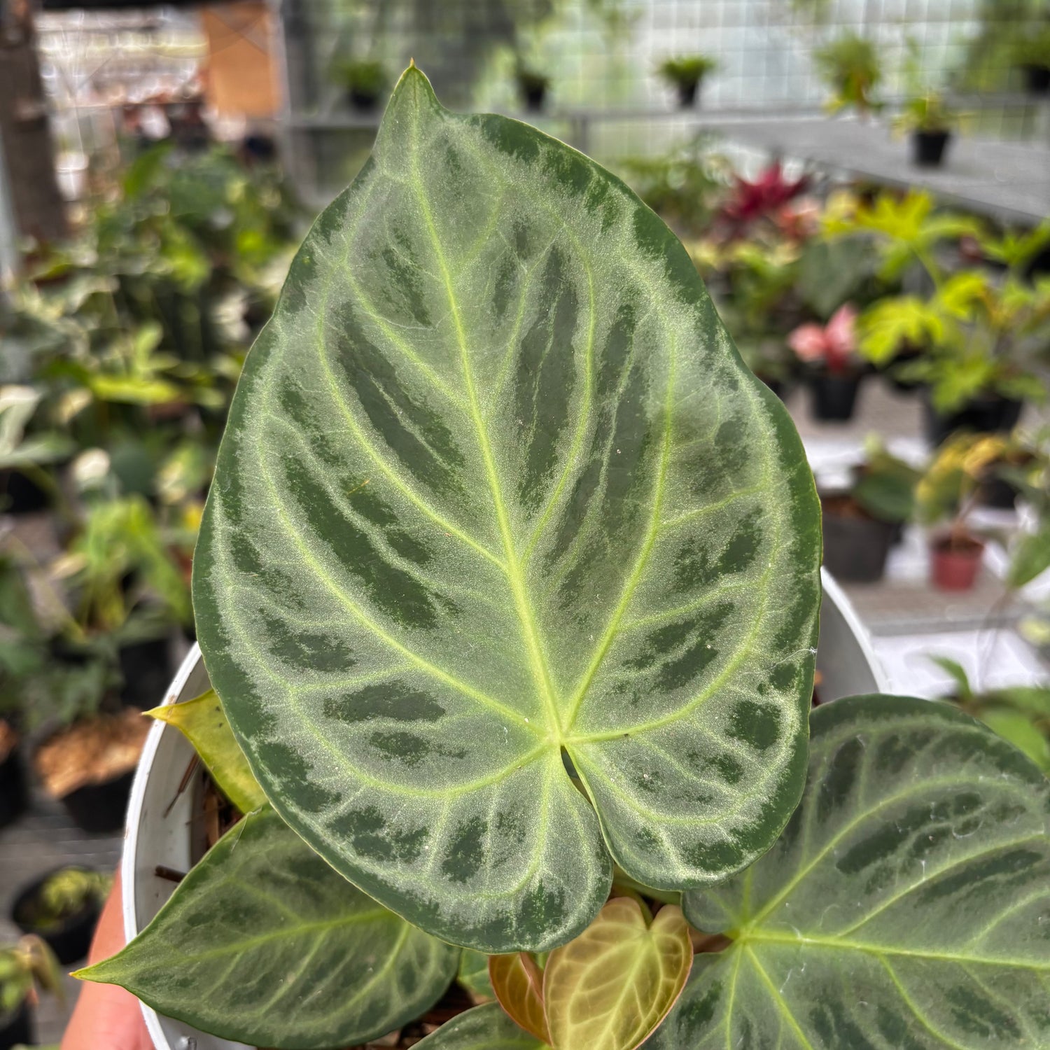 Anthurium Silver Chrome - Full Silver