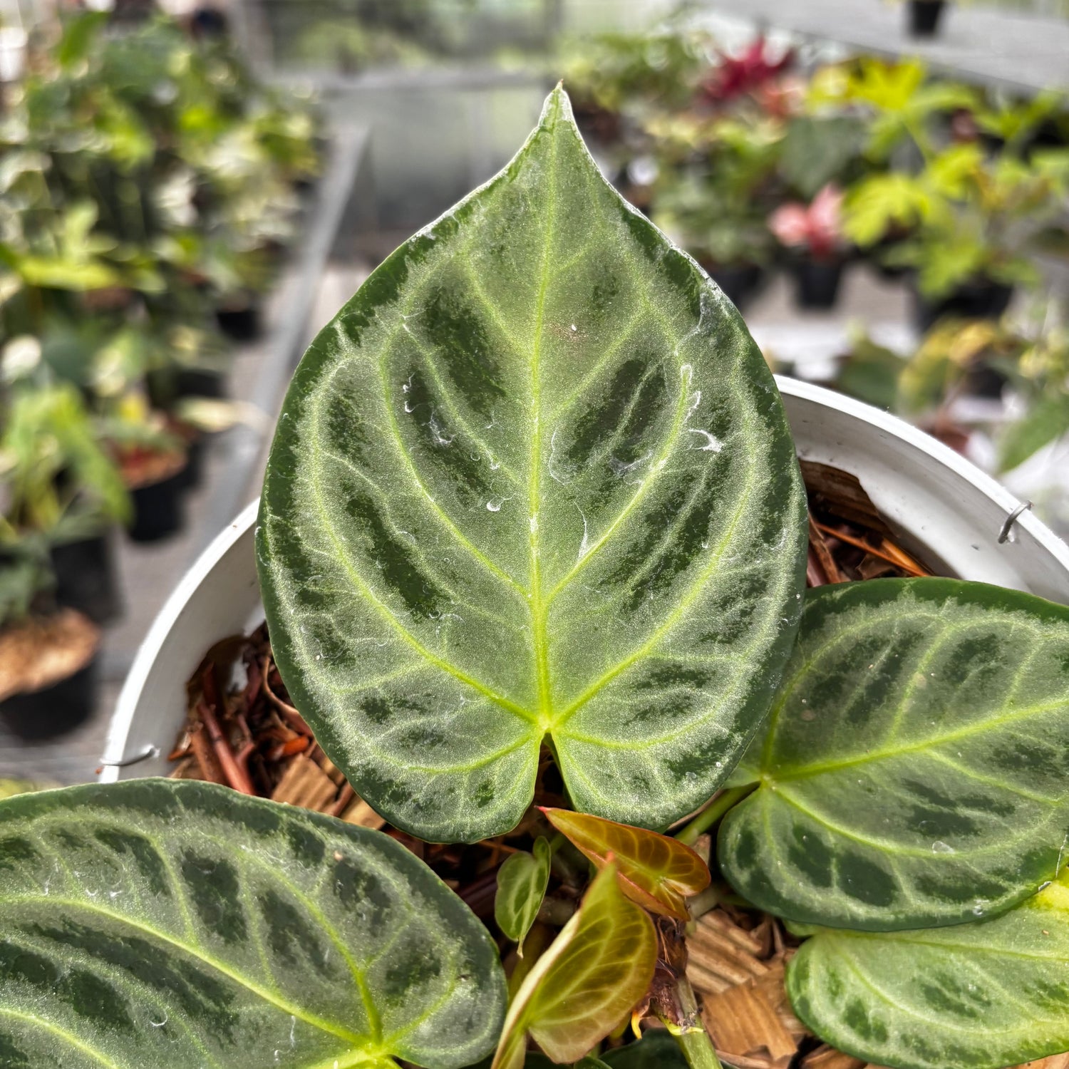 Anthurium Silver Chrome - Full Silver