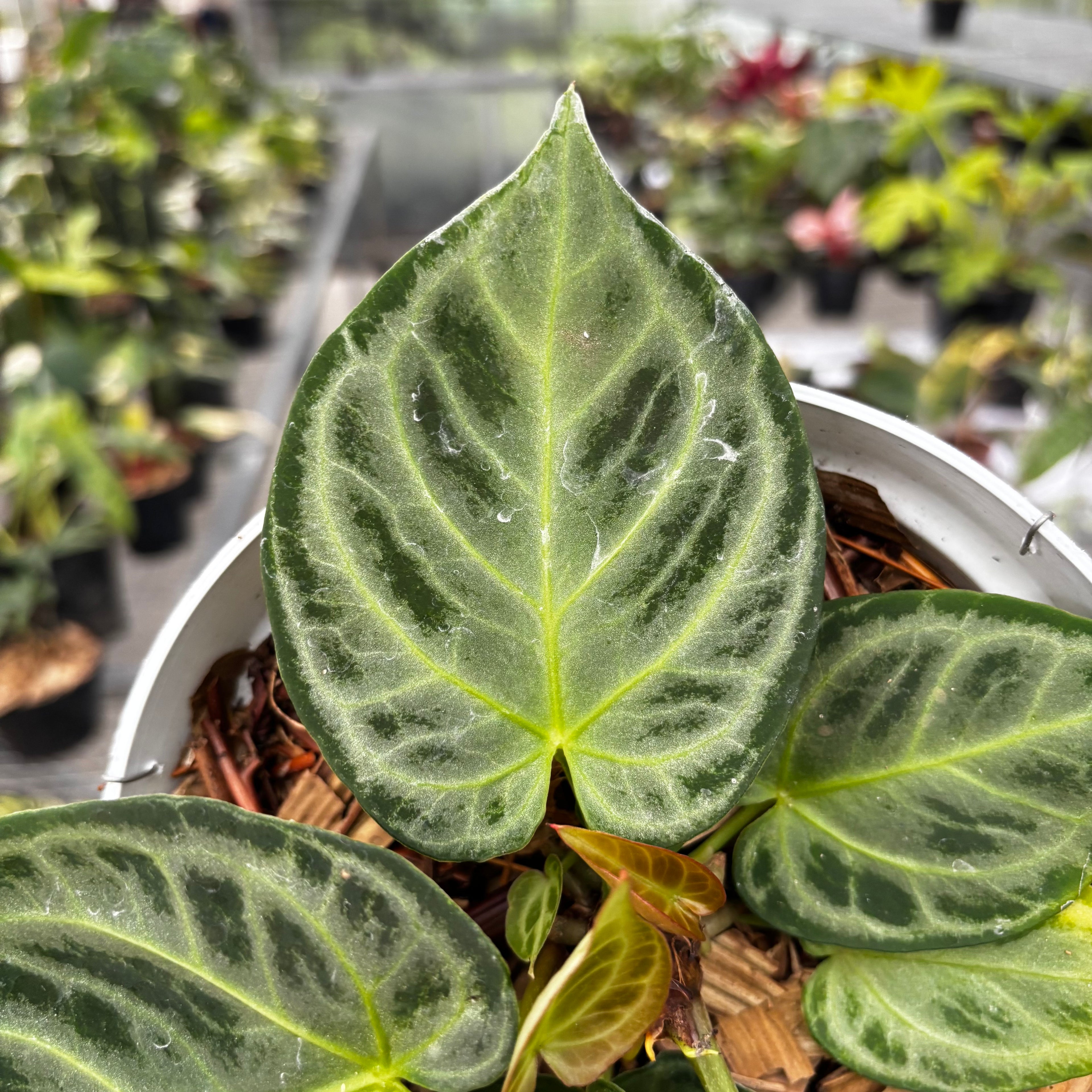 Anthurium Silver Chrome - Full Silver