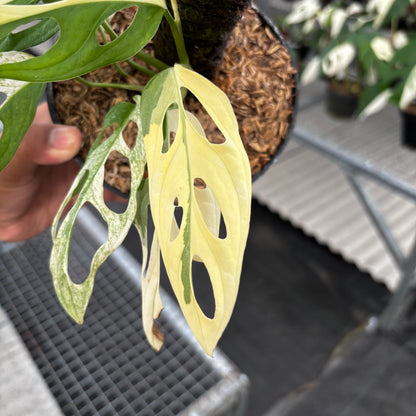 Monstera Adansonii ‘Giant’ Albo Variegated