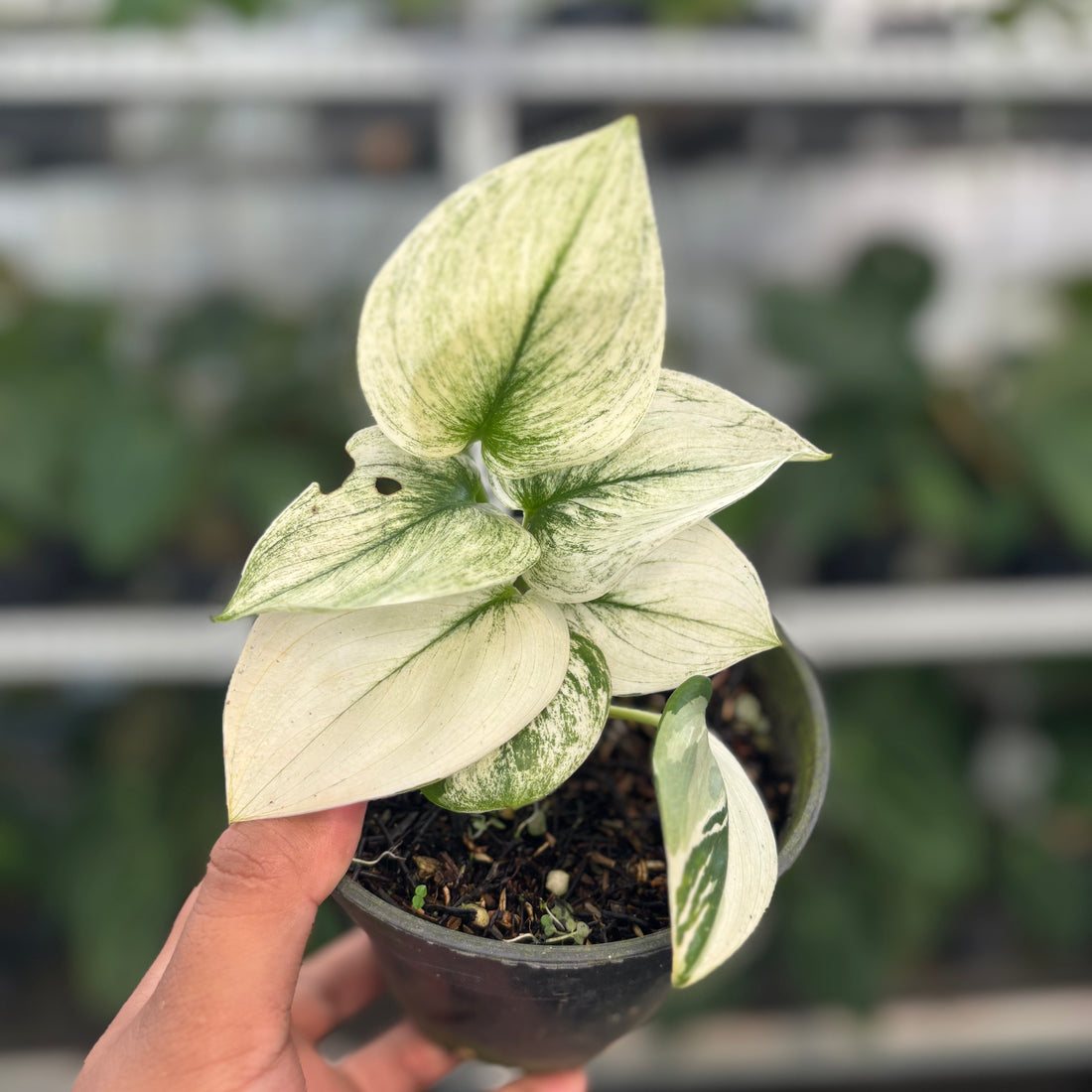 Scindapsus Moonlight White Mint