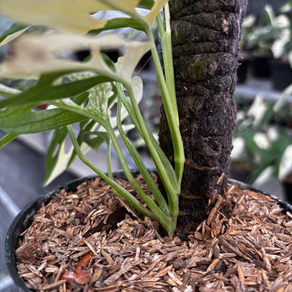 Monstera Adansonii ‘Giant’ Albo Variegated
