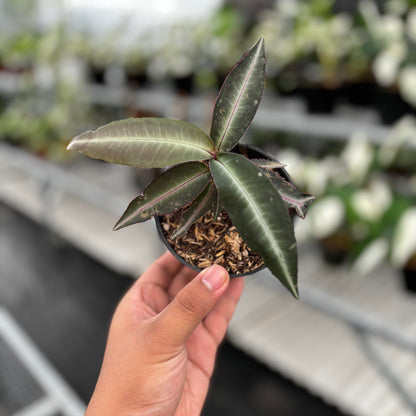 Labisia Pumila “Silver Pink”