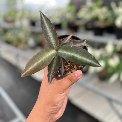 Labisia Pumila “Silver Pink”