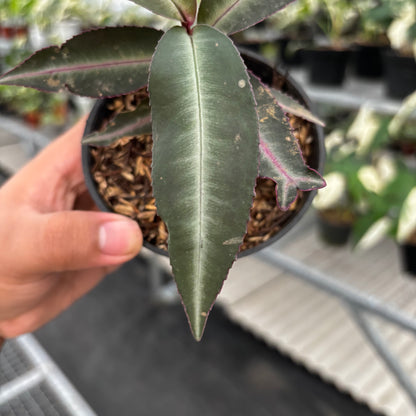 Labisia Pumila “Silver Pink”