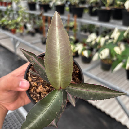 Labisia Pumila “Silver Pink”