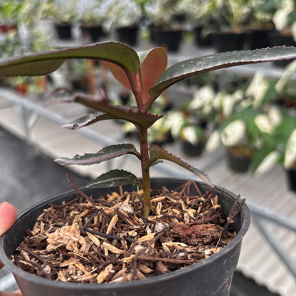Labisia Pumila “Silver Pink”