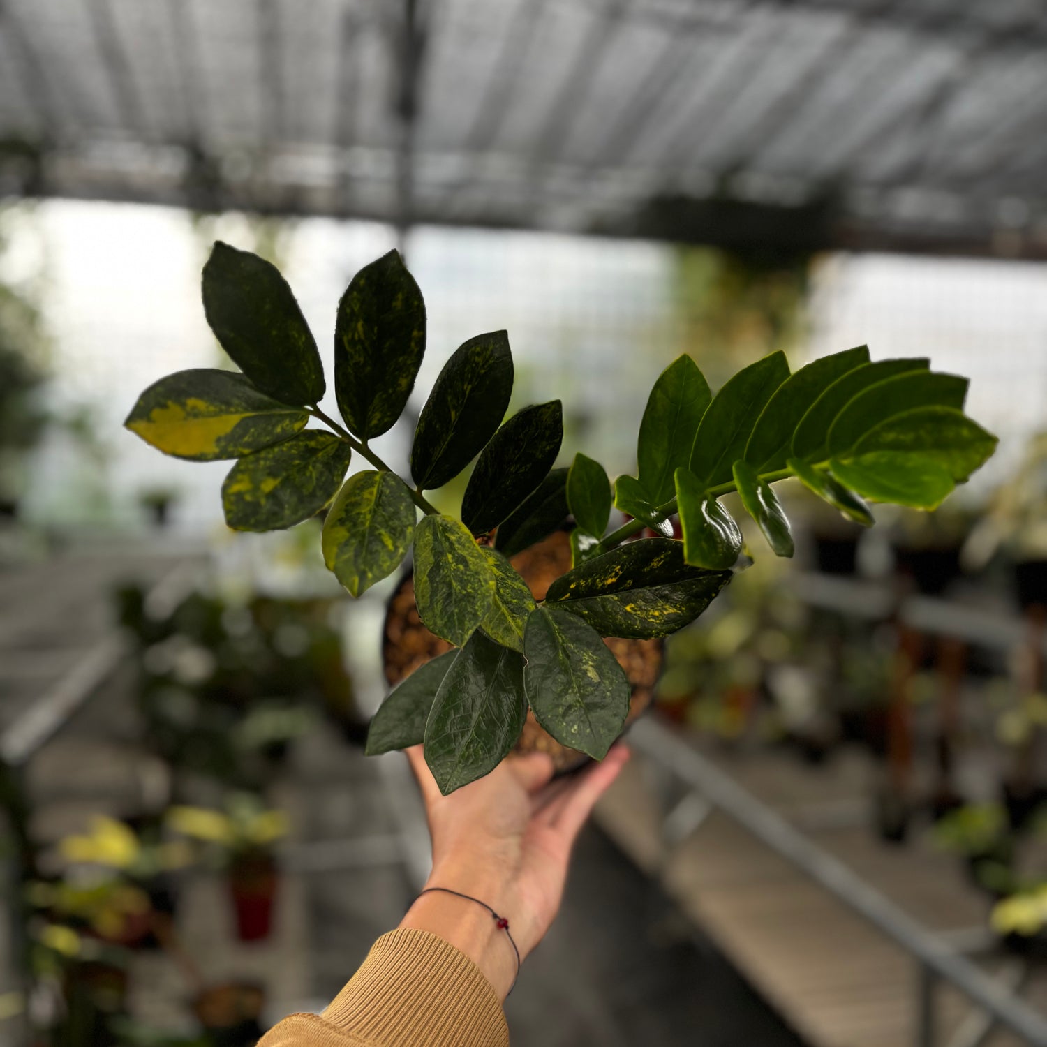 variegated zz plant Zamioculcas Zamiifolia Variegated